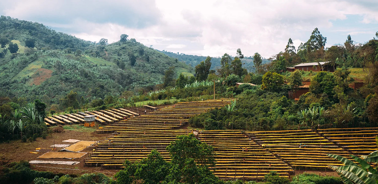 Filter Series - Suke Quto (Washed)