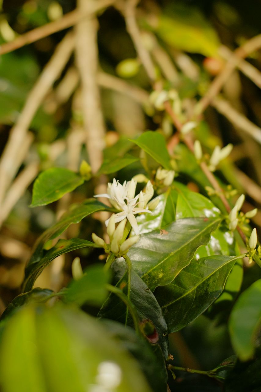 Theus on the Existence and Non-Existence of Coffee : An Observation