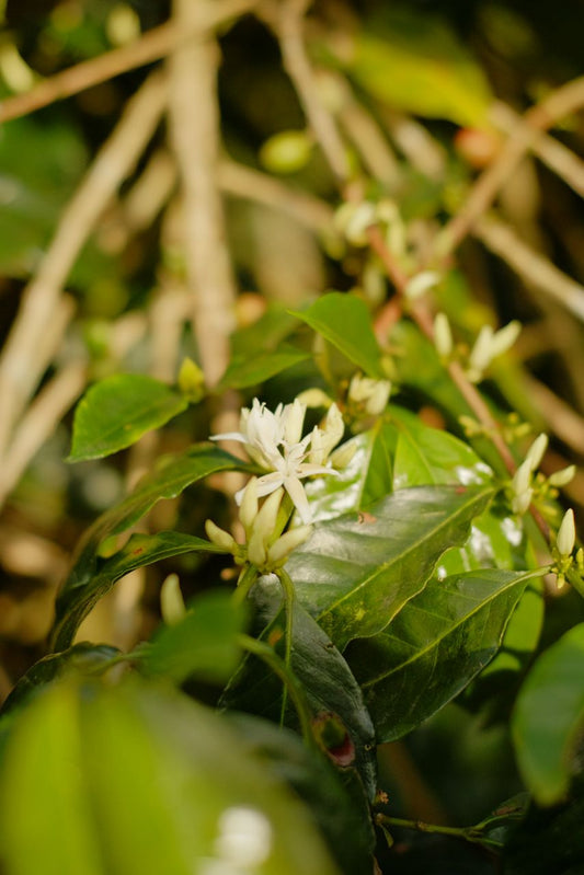 Theus on the Existence and Non-Existence of Coffee : An Observation