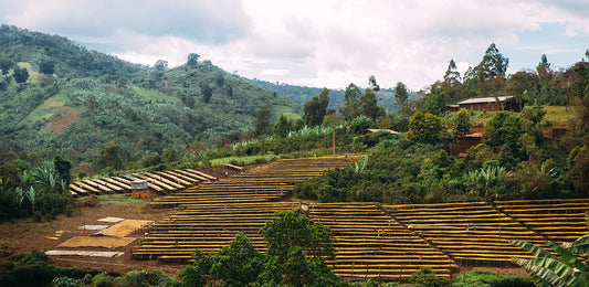 Omni Series - Suke Quto (Washed)